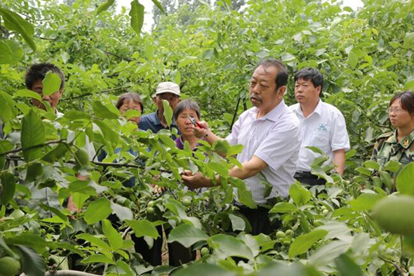 圖為李保國(guó)在田間為農(nóng)戶講解核桃栽培實(shí)用技術(shù)。